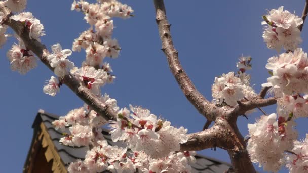 Aprikos Blomma Vårträdgård — Stockvideo