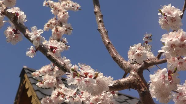 Fiori Albicocca Nel Giardino Primaverile — Video Stock