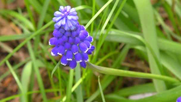 Primavera Primula Colore Viola Muscari — Video Stock