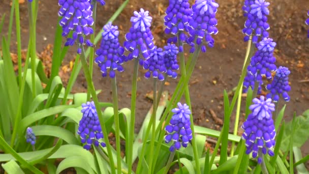 Printemps Primula couleur pourpre Muscari 