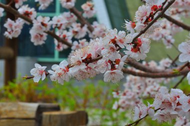 Bahçede kayısı çiçeği