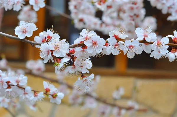 Flor de damasco no jardim — Fotografia de Stock