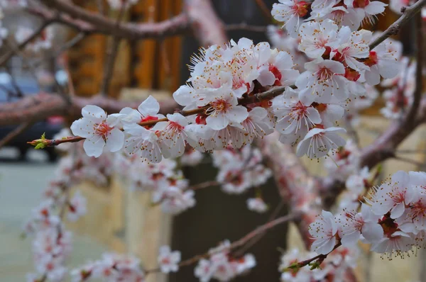 Apricot blossom in the garden — Stock Photo, Image