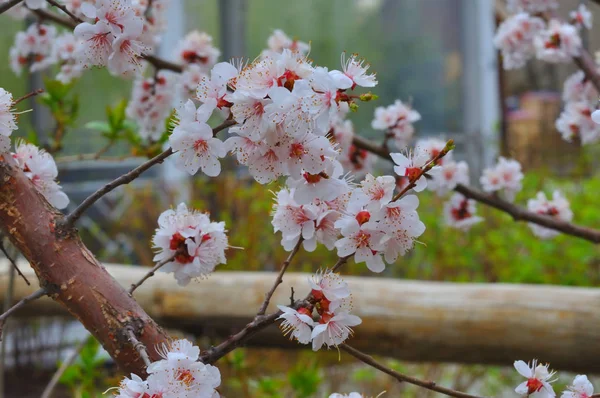 Aprikosenblüte im Garten — Stockfoto