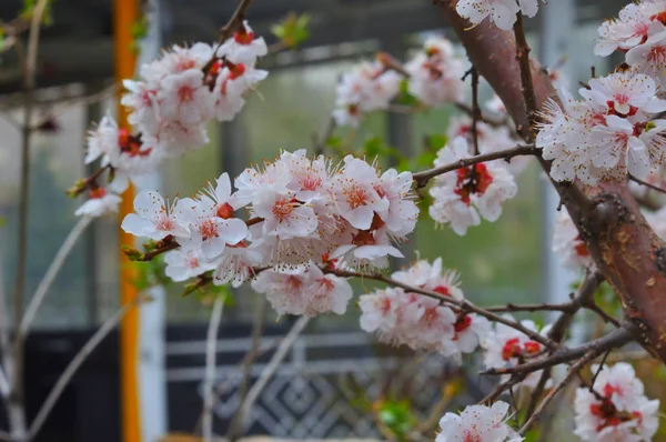 Apricot blossom in the garden — Stock Photo, Image