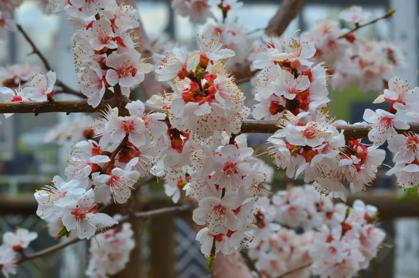 Fiori di albicocca in giardino — Foto Stock