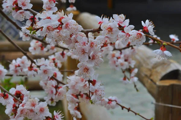 Floraison d'abricots dans le jardin — Photo