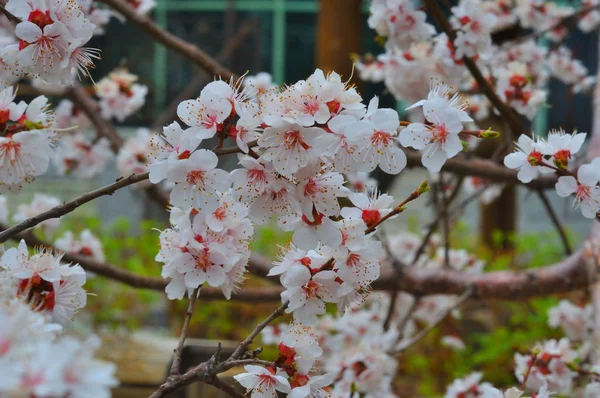 Floraison d'abricots dans le jardin — Photo