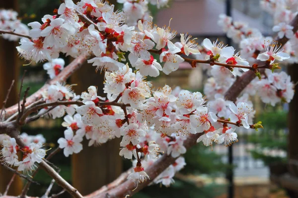 Apricot blossom in the garden — Stock Photo, Image