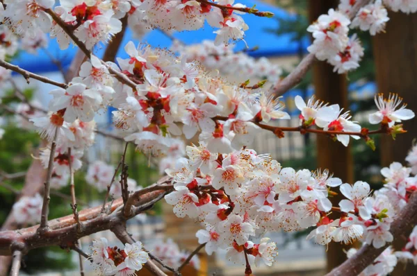 Bahçede kayısı çiçeği — Stok fotoğraf