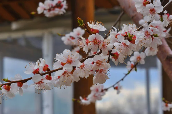 Aprikos blomma i trädgården — Stockfoto