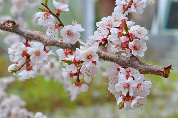 Apricot blossom in the garden — Stock Photo, Image
