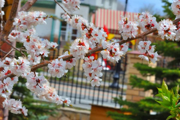 Bahçede kayısı çiçeği — Stok fotoğraf