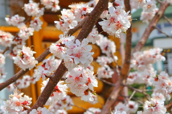 Apricot blossom in the garden — Stock Photo, Image