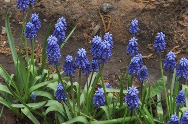 Primula mavi Muscari