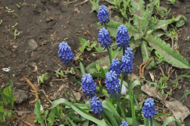 Primula mavi Muscari