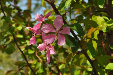 Elma ağacının pembe çiçekler