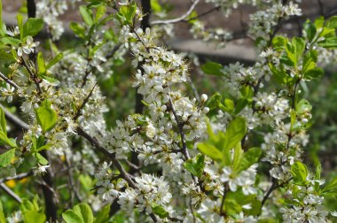 Beyaz karaçalı çiçekler