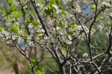 Beyaz karaçalı çiçekler