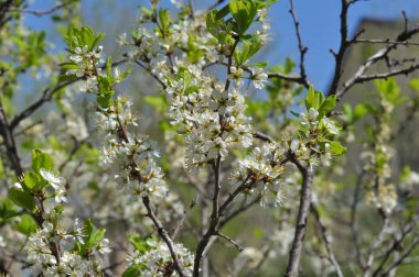 Beyaz karaçalı çiçekler