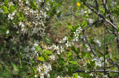 Beyaz karaçalı çiçekler