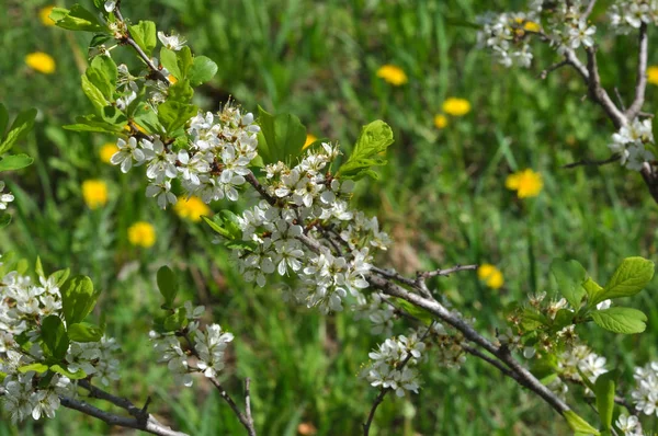 White Blackthorn flowers — Stock Photo, Image