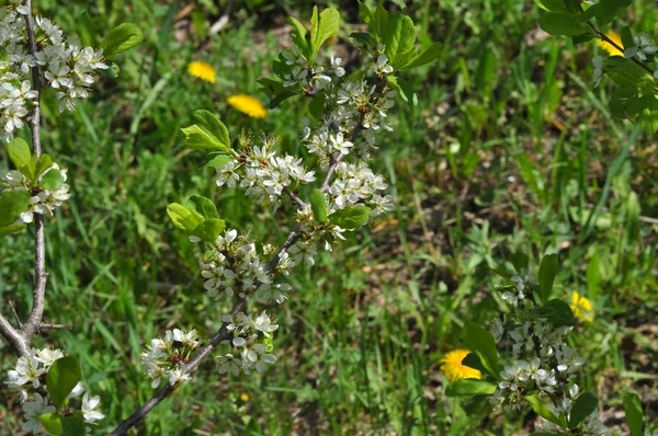 Flores de espino negro blanco —  Fotos de Stock