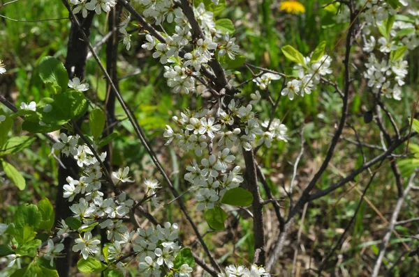 Vit slån blommor — Stockfoto