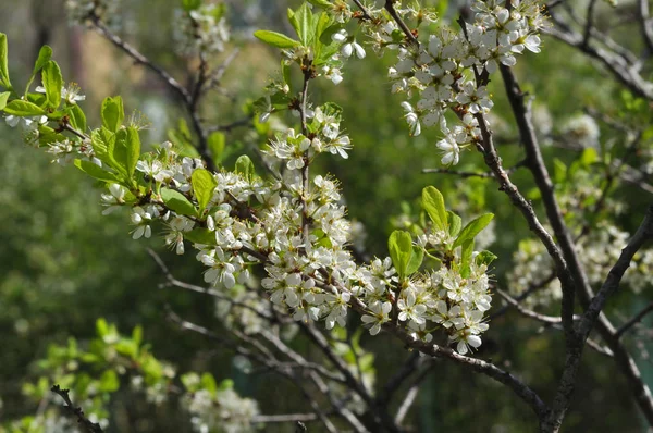 Fiori di biancospino — Foto Stock