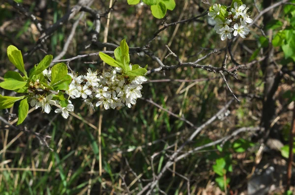 Bílý blackthorn květiny — Stock fotografie