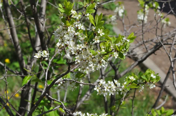 White Blackthorn flowers — Stock Photo, Image