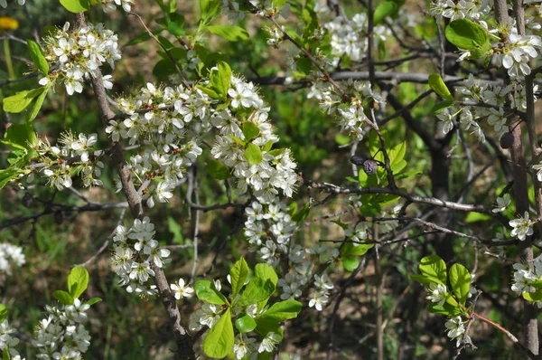 Bílý blackthorn květiny — Stock fotografie