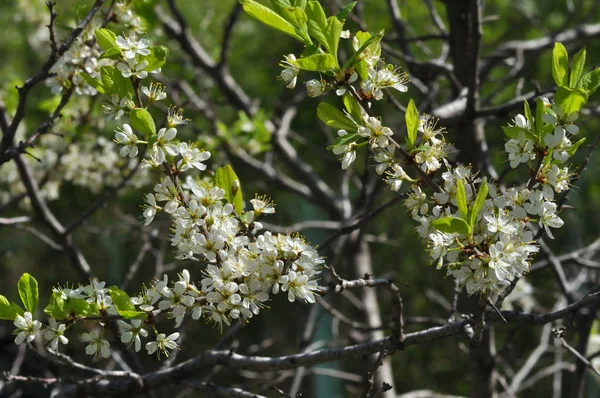 Bílý blackthorn květiny — Stock fotografie