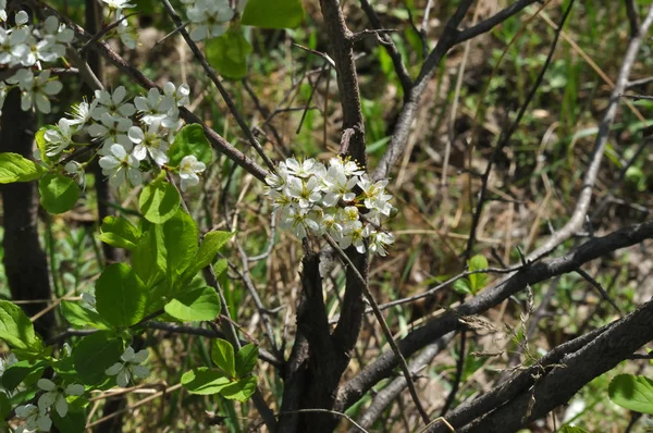 Bílý blackthorn květiny — Stock fotografie