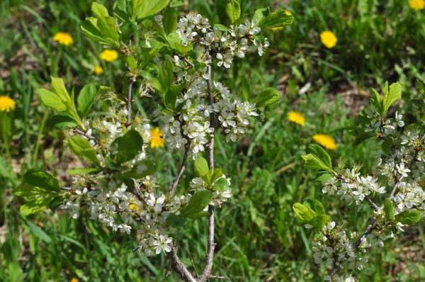 White Blackthorn flowers — Stock Photo, Image