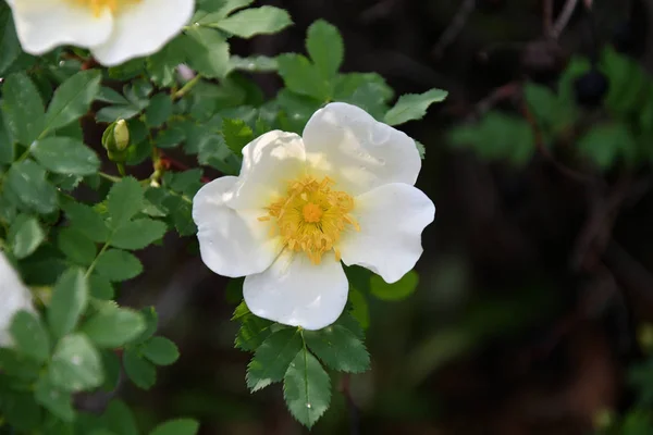 Fiori bianchi di rosa canina — Foto Stock