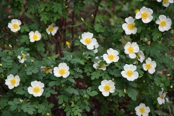 White flowers of rose hips — Stock Photo, Image