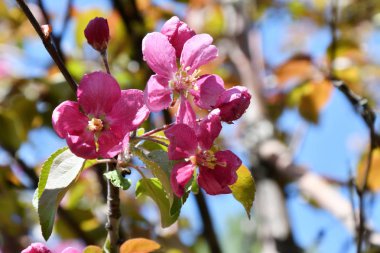 Yağmurdan sonra Elma ağacının pembe çiçekleri