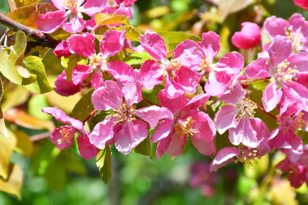 Yağmurdan sonra Elma ağacının pembe çiçekleri