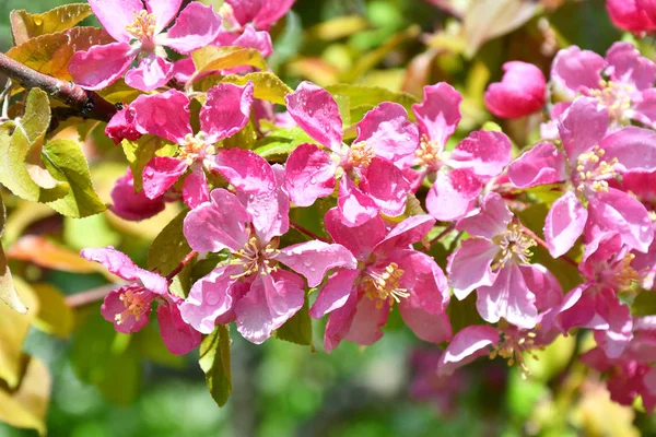 Rosa blommor av äpple-träd efter regnet — Stockfoto