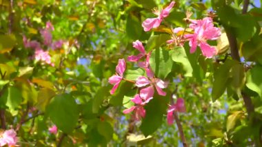 Bahar Bahçesinde Elma ağacının pembe çiçekleri 