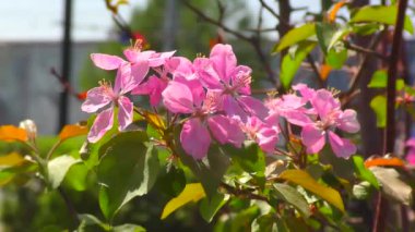 Bahar Bahçesinde Elma ağacının pembe çiçekleri 