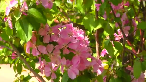 Ροζ Λουλούδια Της Μήλου Δέντρο Στον Κήπο Άνοιξη — Αρχείο Βίντεο
