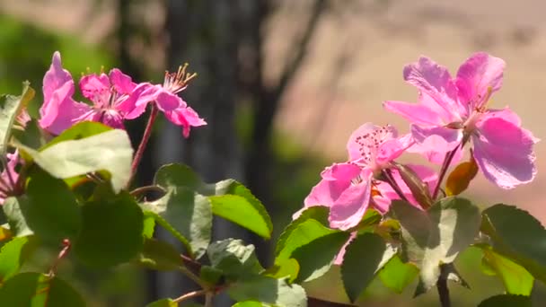 Rosa Blommor Äppelträd Vårträdgård — Stockvideo