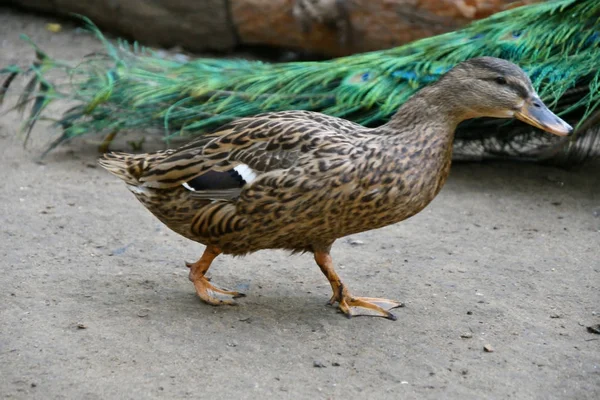 Patos na fazenda — Fotografia de Stock