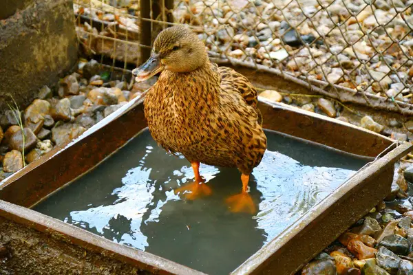 Kachny na farmě — Stock fotografie