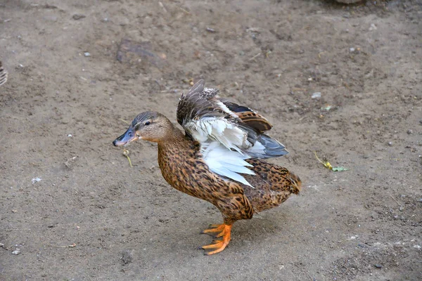 Patos na fazenda — Fotografia de Stock