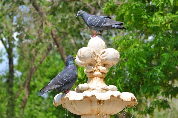 Duif en fontein — Stockfoto