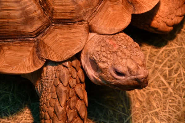 Afrikanische Spornschildkröte (lvl. Geochelon-Sulcata) — Stockfoto