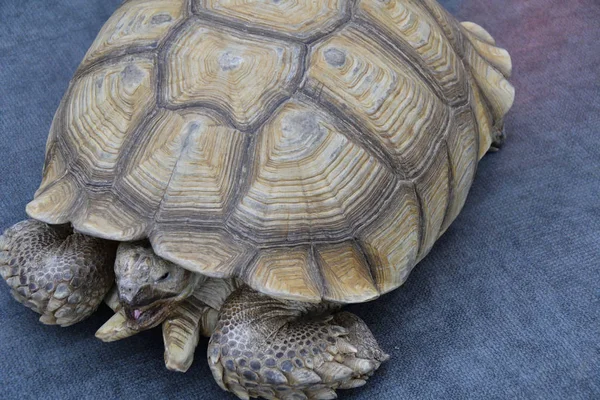 Afrikansk sporrade sköldpadda (lvl. Geochelone sulcata) — Stockfoto